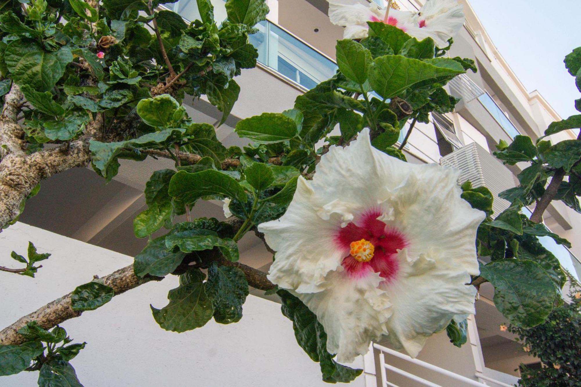 FlorianópolisLocalizacao Perfeita No Novo Campeche P473公寓 外观 照片